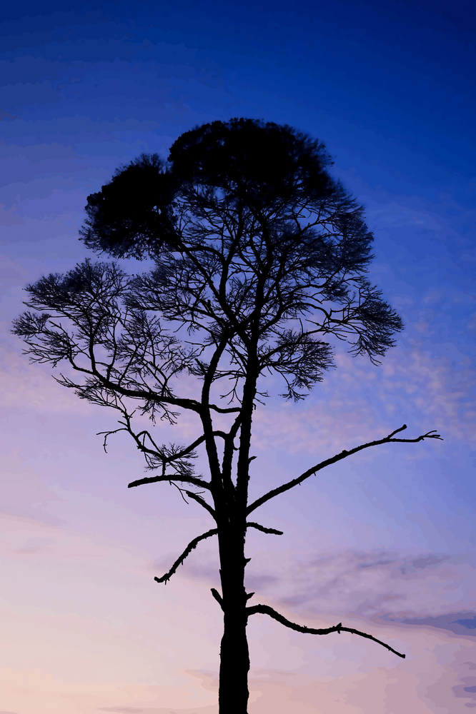 Indifférence Stoïcienne